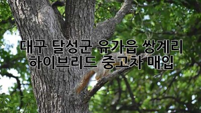 대구 달성군 유가읍 쌍계리 하이브리드 중고차 매입